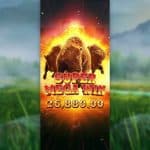 Aksi Padang Rumput Paling Seru Sepanjang Hari di Buffalo Win